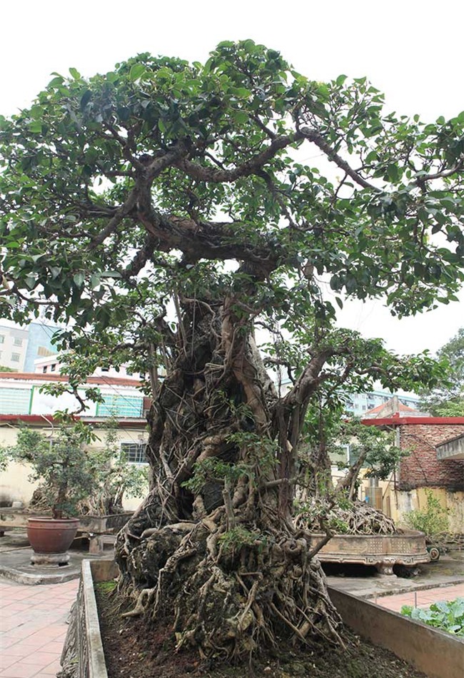 cây sanh,cây cổ thụ,cây cảnh tiền tỷ,cây cảnh