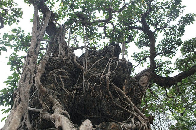 cây sanh,cây cổ thụ,cây cảnh tiền tỷ,cây cảnh