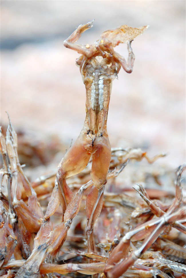 Cá cu, vú nàng là 2 trong  4 đặc sản nghe tên đã thấy ngượng đỏ mặt, ăn vào thì mê tít - Ảnh 8.