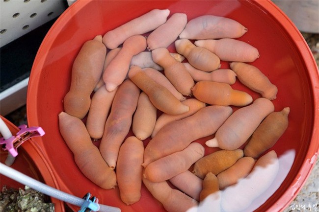 Cá cu, vú nàng là 2 trong  4 đặc sản nghe tên đã thấy ngượng đỏ mặt, ăn vào thì mê tít - Ảnh 13.