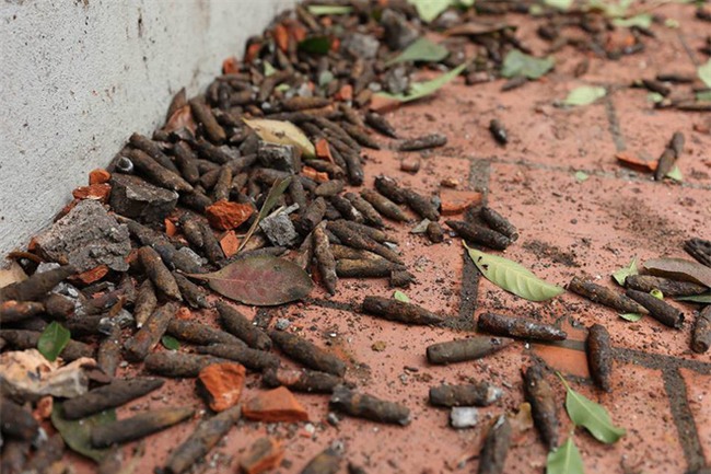 Vụ nổ ở Bắc Ninh: Đạn phủ kín đường làng, đã thu gom được 500kg đầu đạn