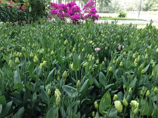 Trồng hoa cát tường vừa đẹp vừa phú quý ngay từ bây giờ để chơi tết