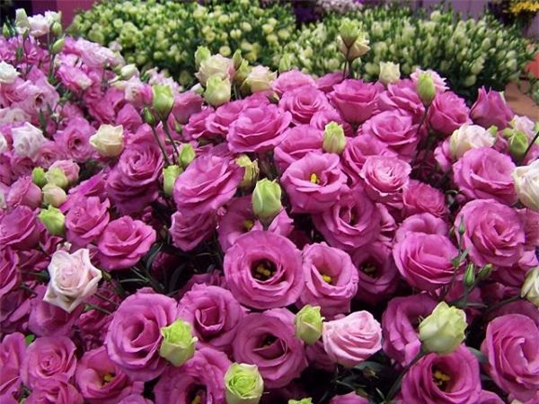 Trồng hoa cát tường vừa đẹp vừa phú quý ngay từ bây giờ để chơi tết