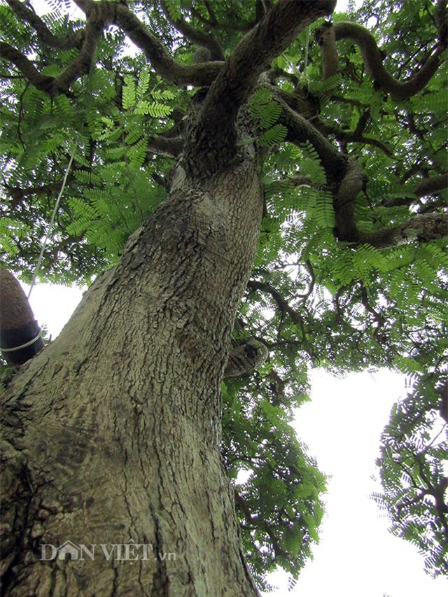 cây cổ thụ,cây cảnh tiền tỷ,cây cảnh