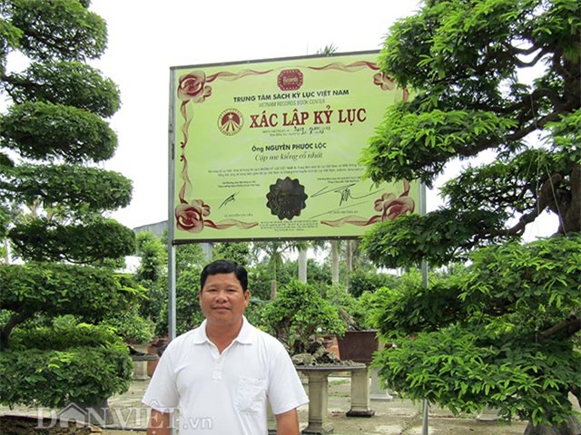 cây cổ thụ,cây cảnh tiền tỷ,cây cảnh