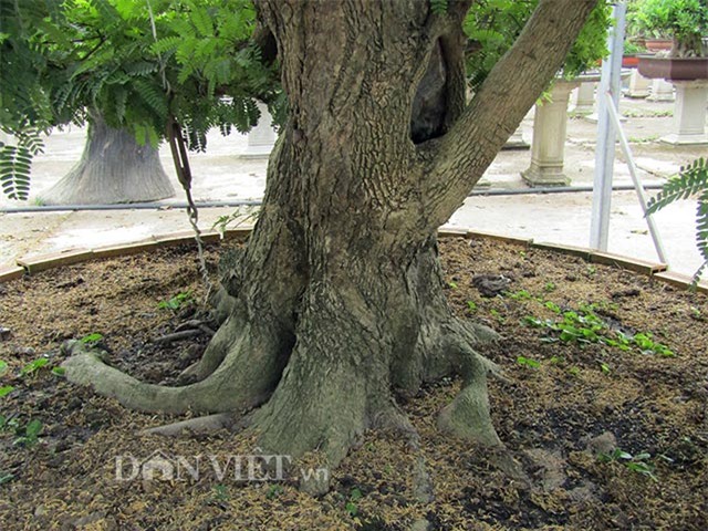 cây cổ thụ,cây cảnh tiền tỷ,cây cảnh