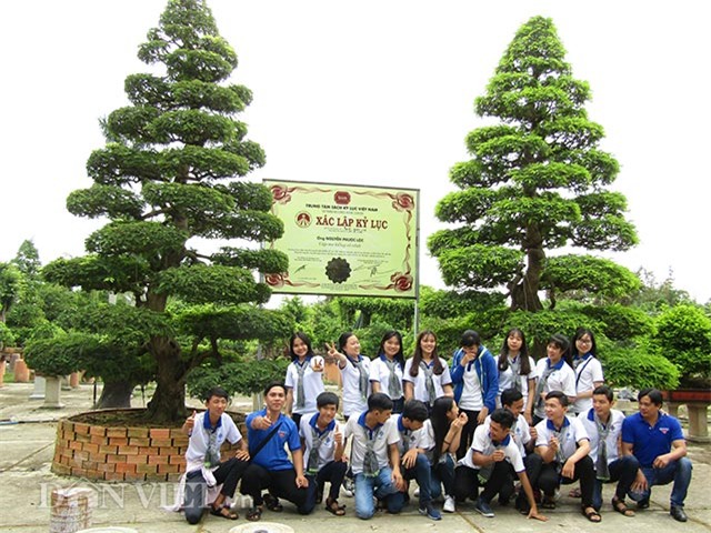 cây cổ thụ,cây cảnh tiền tỷ,cây cảnh