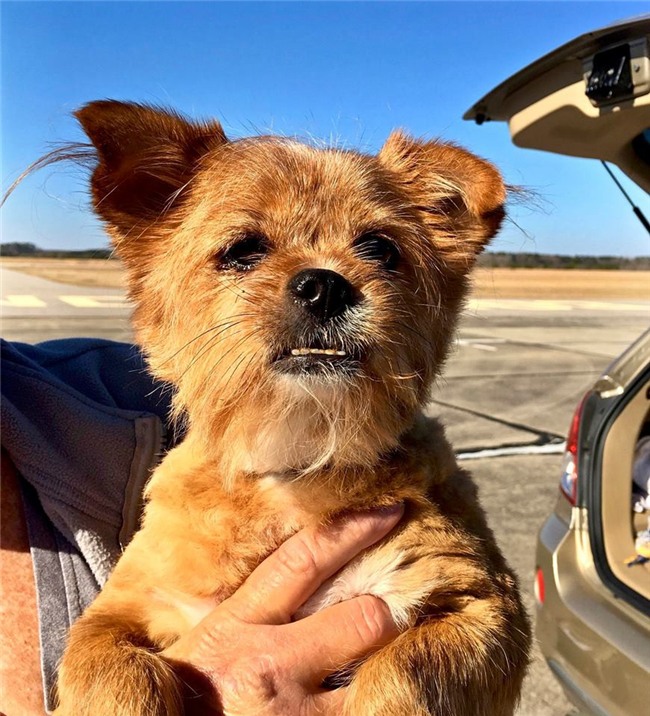 Người đàn ông bay hàng trăm chuyến trong suốt 3 năm, đón cả trăm chú chó từ bờ vực sinh tử về những gia đình mới - Ảnh 2.