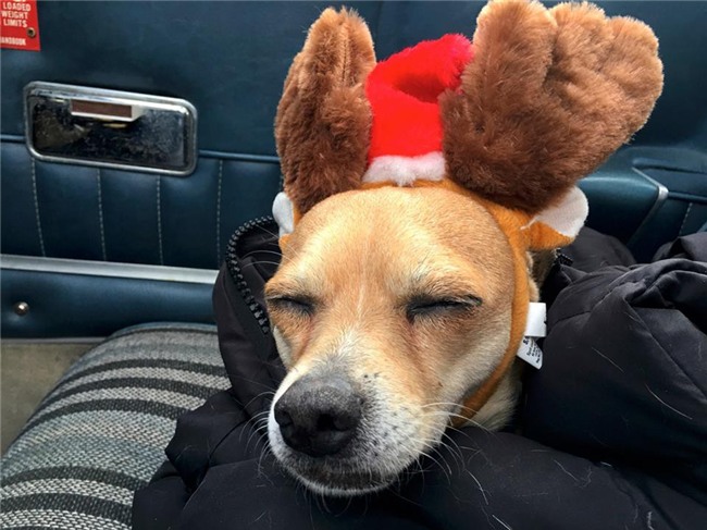 Người đàn ông bay hàng trăm chuyến trong suốt 3 năm, đón cả trăm chú chó từ bờ vực sinh tử về những gia đình mới - Ảnh 5.