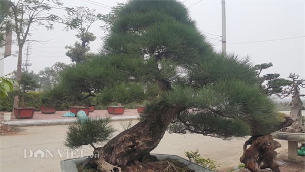 Cây phi lao kiểng của ông Trung đã trên dưới 100 tuổi nên cây có gốc, thân rất cổ thụ.