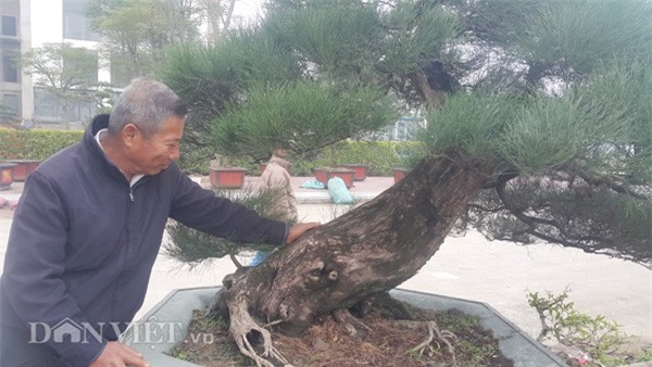 Ông Trung chăm sóc cây kiểng độc đáo của gia đình mình.
