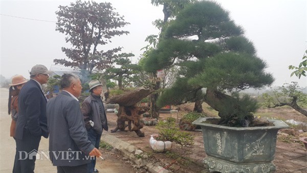 Hiện, cây phi lao kiểng của ông đang thu hút nhiều khách đến thăm quan, hỏi mua.