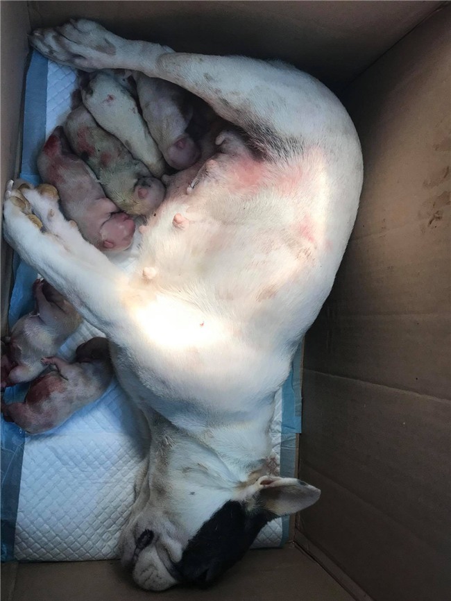 Bị tố làm chó Bull Pháp mang bầu 7 con chết, phòng khám lên tiếng: Tôi mong mọi người lắng nghe từ 2 phía