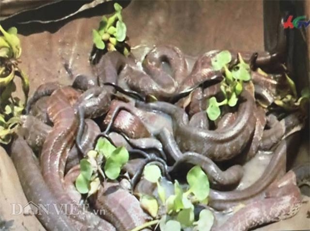 nuôi rắn