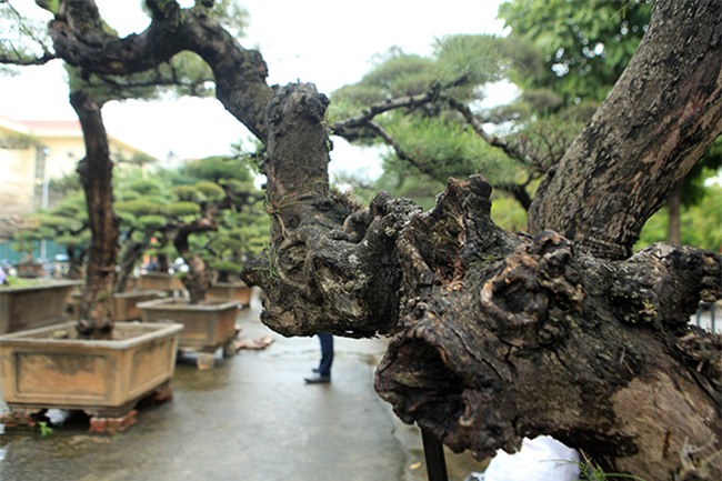 cây cổ thụ,cây cảnh tiền tỷ,cây cảnh,chơi cây