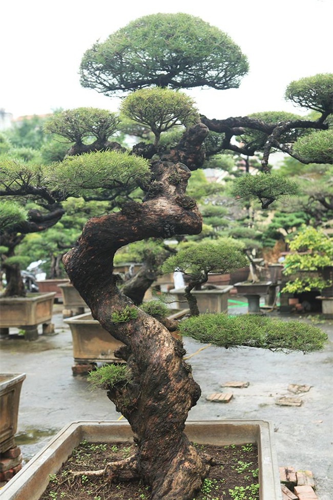 cây cổ thụ,cây cảnh tiền tỷ,cây cảnh,chơi cây