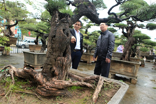 cây cổ thụ,cây cảnh tiền tỷ,cây cảnh,chơi cây