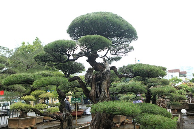 cây cổ thụ,cây cảnh tiền tỷ,cây cảnh,chơi cây