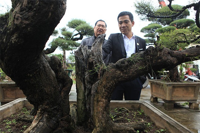 cây cổ thụ,cây cảnh tiền tỷ,cây cảnh,chơi cây