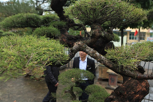 cây cổ thụ,cây cảnh tiền tỷ,cây cảnh,chơi cây