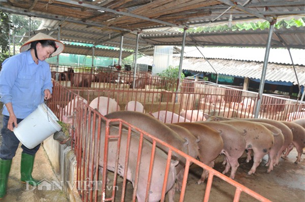 qua la la: lon an giun que, nghe nhac giao huong, chay hang dip tet hinh anh 1