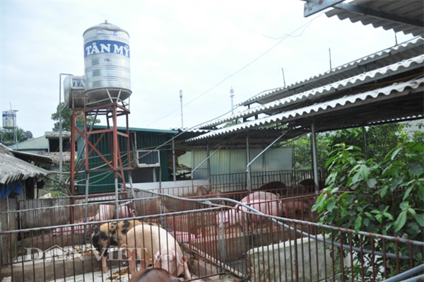 qua la la: lon an giun que, nghe nhac giao huong, chay hang dip tet hinh anh 2