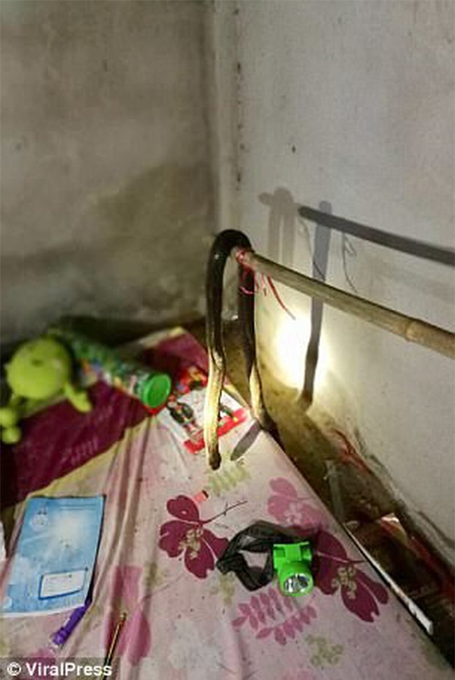 Mở cửa phòng cháu gái, cụ bà đau đớn khi thấy đứa cháu 9 tuổi bị rắn hổ mang lẻn vào cắn chết từ bao giờ - Ảnh 3.