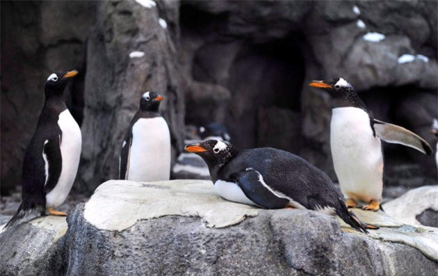 Cả thế giới đang hứng chịu cái lạnh tồi tệ, dự đoán mùa đông lạnh nhất 100 năm qua trở thành hiện thực tại nhiều nơi - Ảnh 13.