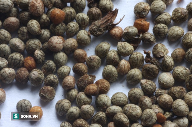 Công dụng quý của loại rau gia vị rẻ bèo ở Việt Nam: Có thể bạn chưa biết - Ảnh 1.