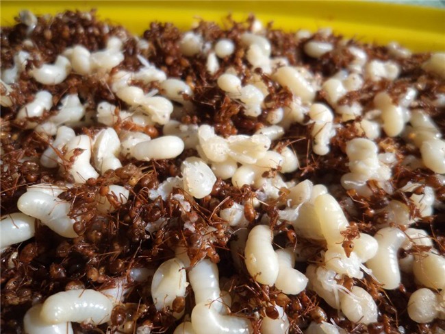 đặc sản rùng mình,hải sản,món ăn lạ