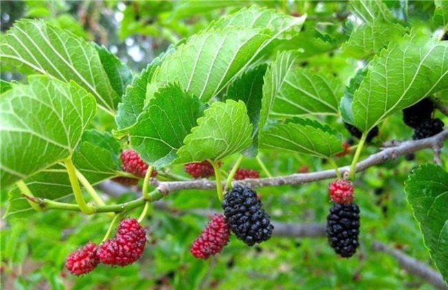 khong muon nha gap van xui, dung "dai" trong nhung loai cay nay trong nha - 4