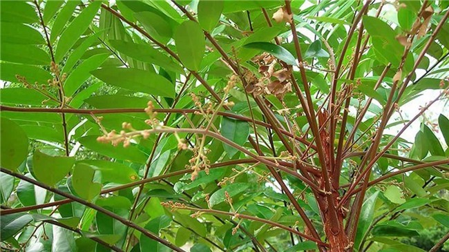 khong muon nha gap van xui, dung "dai" trong nhung loai cay nay trong nha - 6