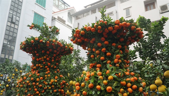 cap quyt loc binh "khung" xuong pho don tet nguyen dan - 2