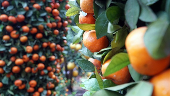 cap quyt loc binh "khung" xuong pho don tet nguyen dan - 6