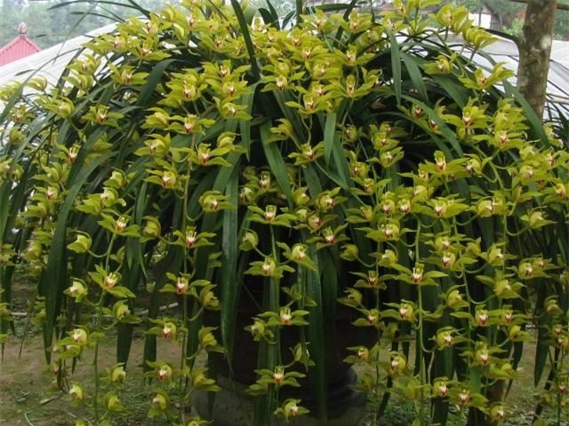 lan trần mộng,địa lan,đại gia Việt,hoa cảnh chơi tết,tết nguyên đán,thị trường tết