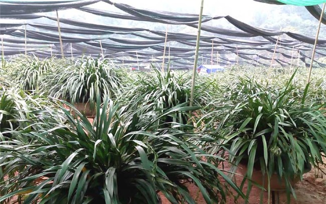 lan trần mộng,địa lan,đại gia Việt,hoa cảnh chơi tết,tết nguyên đán,thị trường tết