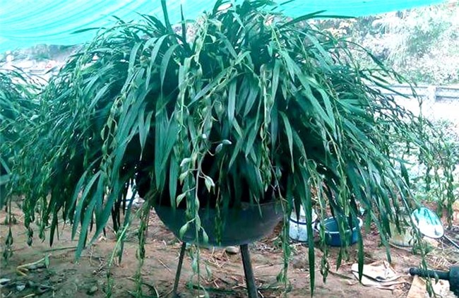 lan trần mộng,địa lan,đại gia Việt,hoa cảnh chơi tết,tết nguyên đán,thị trường tết