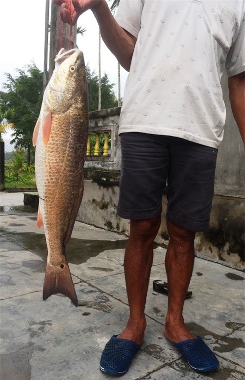 ca su vang 5kg van nam o... tu dong sau 12 ngay cau duoc hinh anh 1