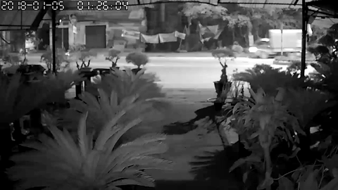 Clip gây phẫn nộ: Chặn bắt tên trộm đánh xe tải đi trộm cây cảnh, người đàn ông bị tông trúng, cán qua người trọng thương