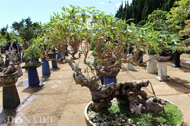 la mat chiem nguong tac pham bonsai 