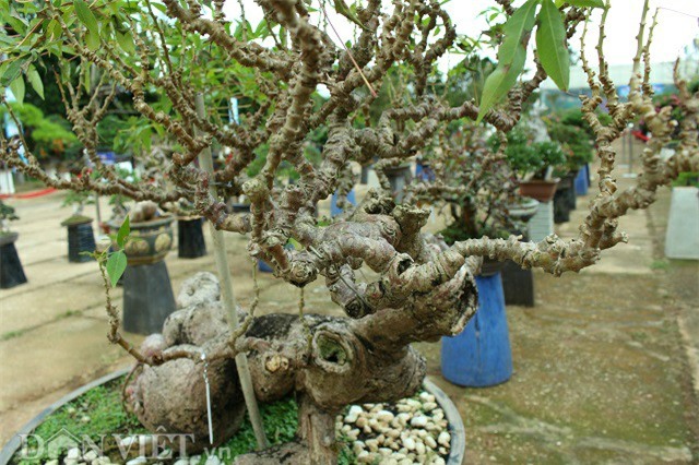 la mat chiem nguong tac pham bonsai "lao mi" 25 nam tuoi hinh anh 7