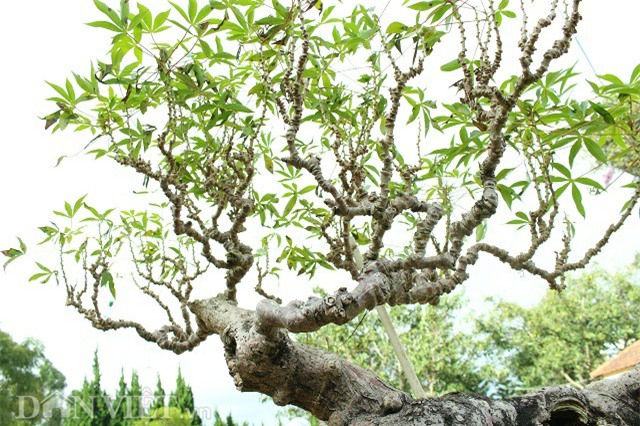 la mat chiem nguong tac pham bonsai "lao mi" 25 nam tuoi hinh anh 8