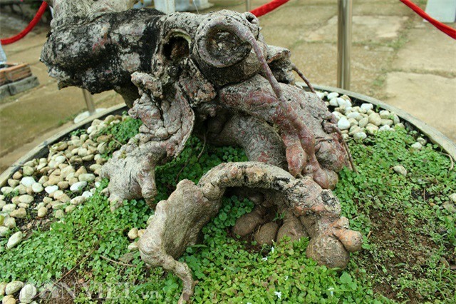 la mat chiem nguong tac pham bonsai 