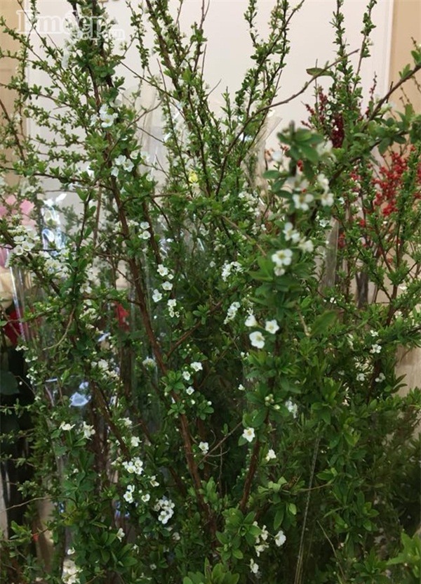 Chán đào đông - mai Mỹ, nhiều chị em chuyển sang chơi hoa anh đào Nhật, tuyết mai Đài Loan chơi Tết