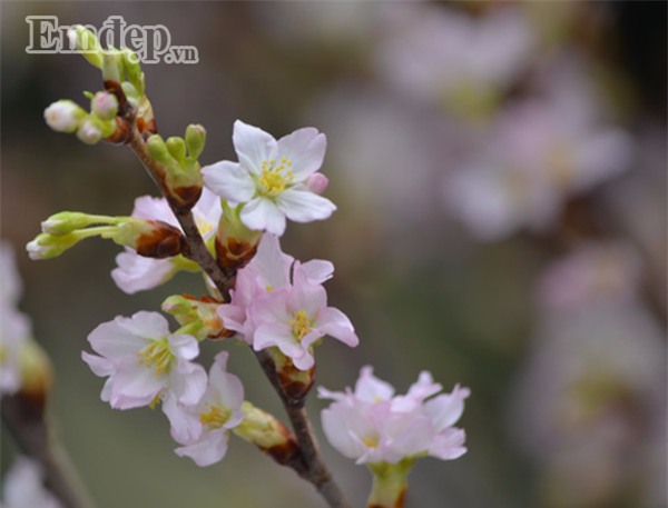 Chán đào đông - mai Mỹ, nhiều chị em chuyển sang chơi hoa anh đào Nhật, tuyết mai Đài Loan chơi Tết