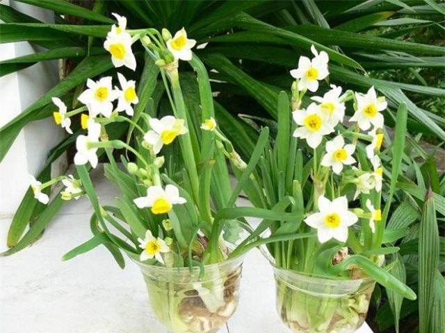 de duoc len sep, tang luong trong nam 2018, hoc ngay meo bai tri cay trong phong lam viec - 3