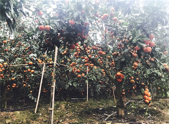 nông dân làm giàu,nông dân tỷ phú,trồng cam,trồng cam canh,khởi nghiệp nông nghiệp