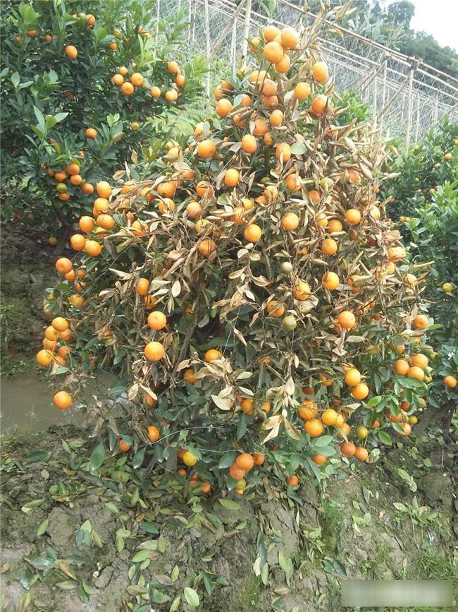 Kẻ xấu dùng thuốc diệt cỏ sát hại hơn 300 cây quất cảnh