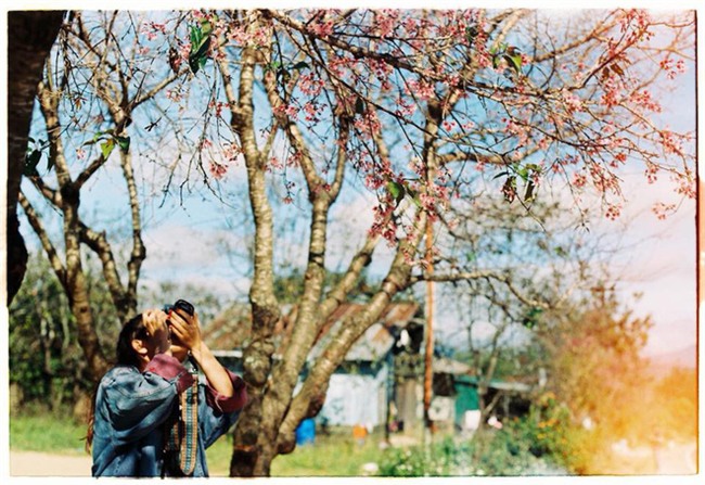 Lên Đà Lạt mùa này tuyệt như đi Nhật, có mai anh đào nở rộ rực hồng, trời lại rất xanh trong - Ảnh 2.