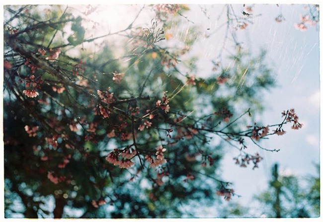 Lên Đà Lạt mùa này tuyệt như đi Nhật, có mai anh đào nở rộ rực hồng, trời lại rất xanh trong - Ảnh 4.